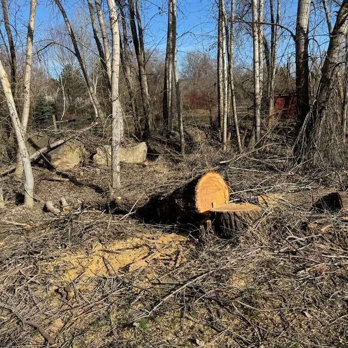 Clearing a Backyard Property