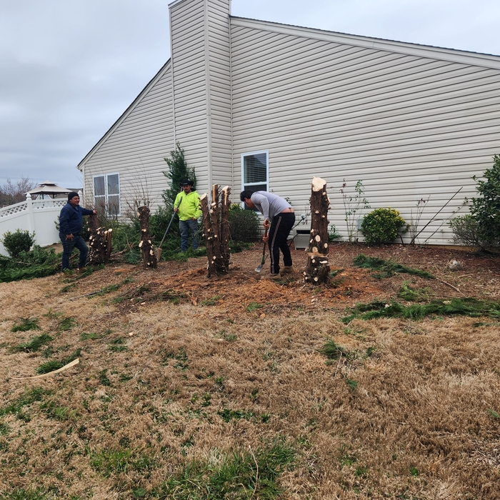 Tree Service Project