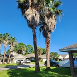 Large Palm Trimming