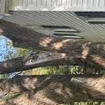 Tree Service Project
