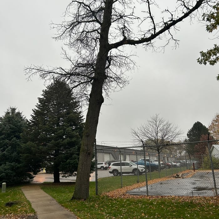 Tree Service Project