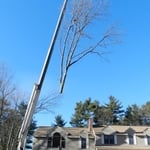 Tree Removal with crane