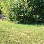 Tree Service Project