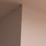 Infestation of gnats. Got rid of them all
