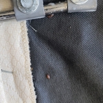Bed bugs. They are dead not