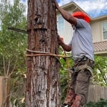 Chunking out this red wood stump down to the ground. Customer wanted to use the pieces as a chair project!