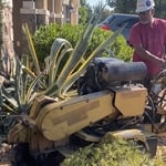 Stump grinding pine tree to complete removal