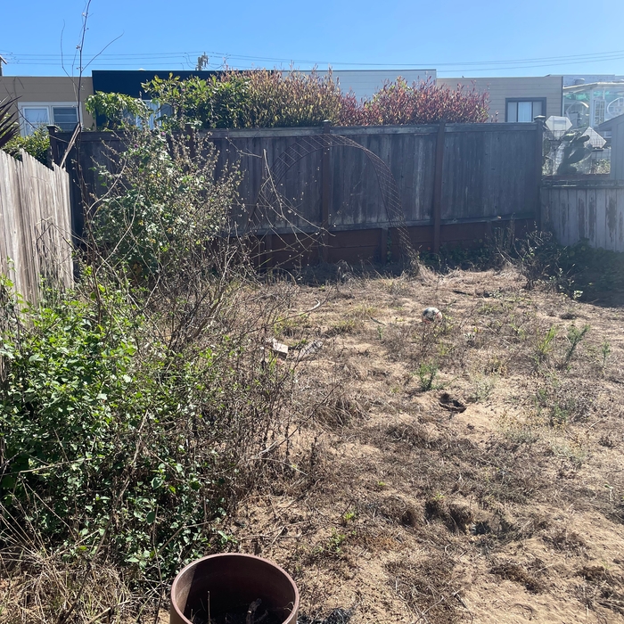 Backyard Cleanup