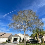 Customer requested to remove the tree from front yard