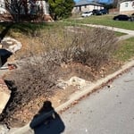 Remove shrubs