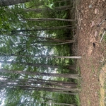 Landscaping Project