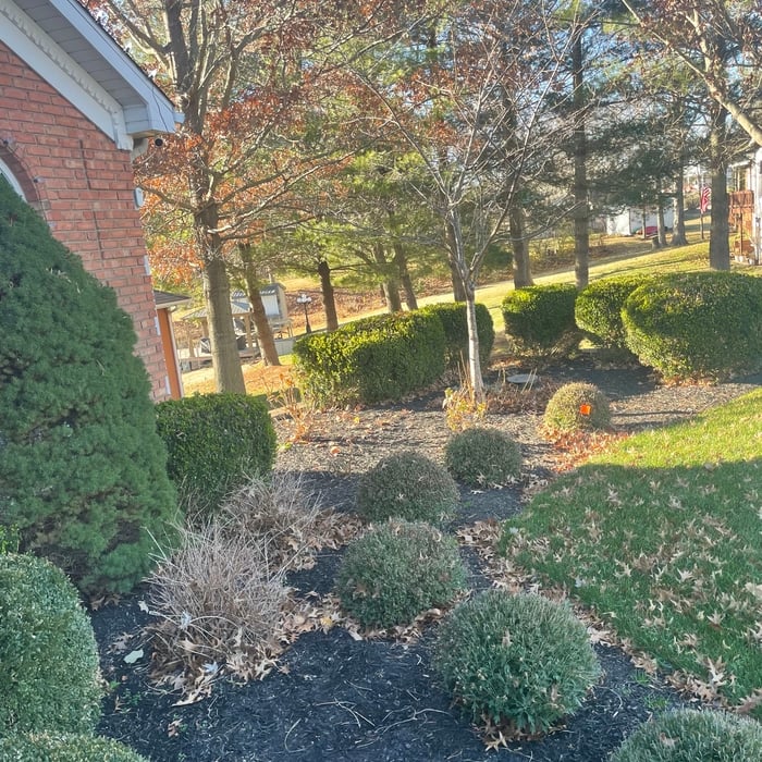 Leaf Removal Project