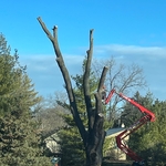 Middle of large tree removal with spider lift