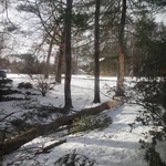 Tree Service Project