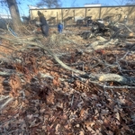 Tree removal leaf cleanup