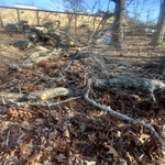 Tree removal leaf cleanup