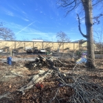 Tree removal leaf cleanup