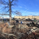 Tree removal leaf cleanup
