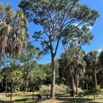 Tree Service Project