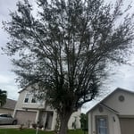 Tree Service Project
