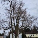Tree Service Project
