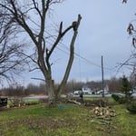 Tree Service Project