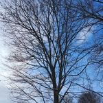 Tree Service Project