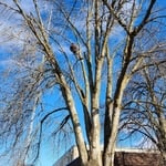 Tree Service Project