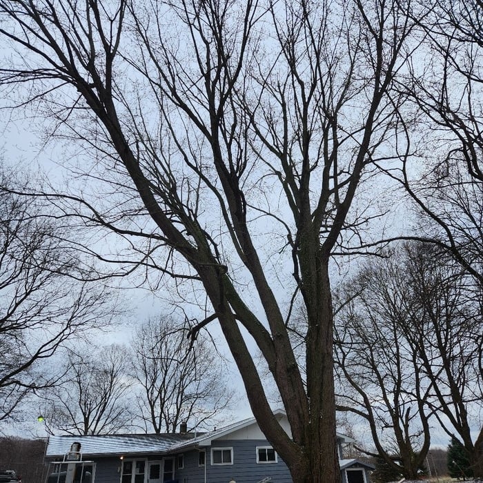 Tree Service Project
