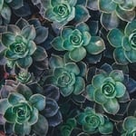 Succulents are a beautiful addition for a more hands off garden. Call us to schedule your gardening.
