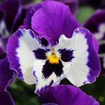 Pansy's are a beautiful addition especially in fall. Check our "HomeScaper" blog where we go over some fall tips! https://thehomescaper.blogspot.com/2023/08/prepping-for-fall-season-like.html