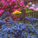 Hydrangeas are not as easily maintained as people think. Call us for custom recommendations.