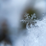 The Snow Zone