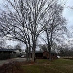 Tree job