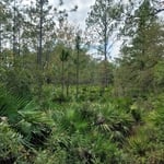 heavy underbrush