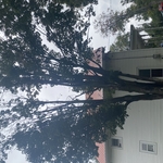Landscaping Project