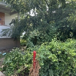 Brush and tree removal