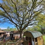 Tree Service Project