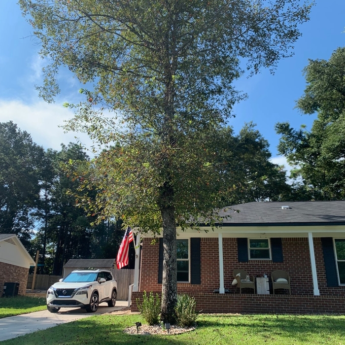 Tree Service Project