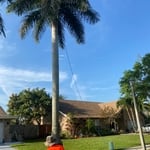 Before
Royal palm tree removal