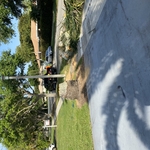 After .
royal palm tree removal