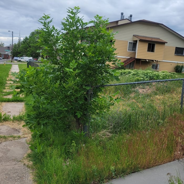 Yard Makeover