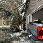 Tree Service Project