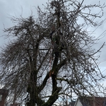 Dead fruit tree removal