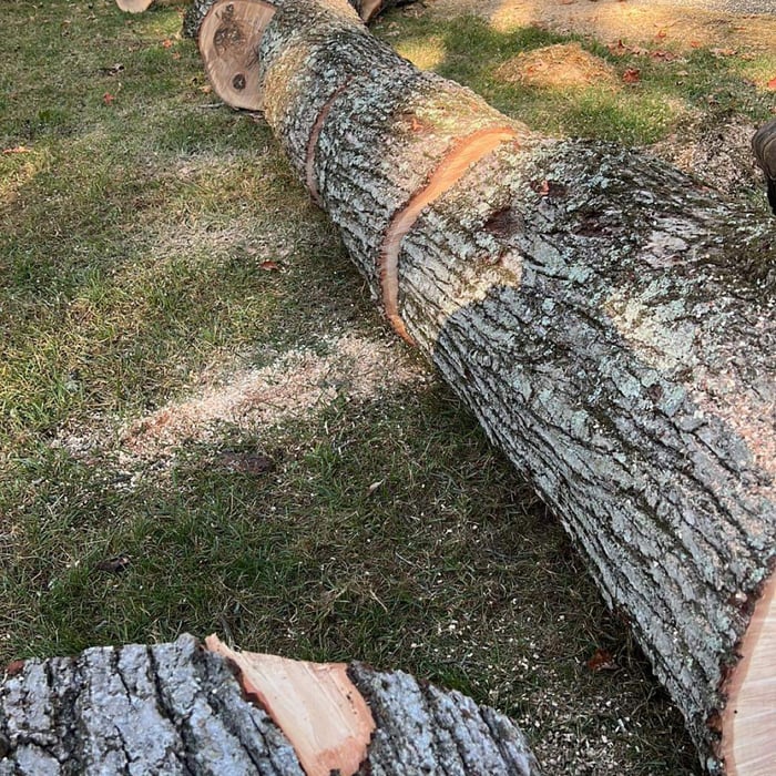 LAYED DOWN TREE