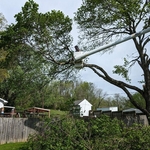 Removing lead that over hangs neighbors fence, pool and deck. This lead extended about 14' into neighbors yard.