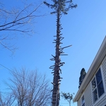 Pine tree removal