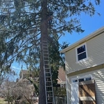 Pine tree removal