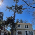 Pine tree removal