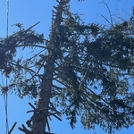 Pine tree removal